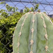 A photo of Pachycereus pecten-aboriginum