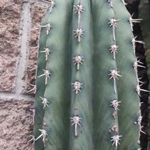 A photo of Pachycereus pecten-aboriginum