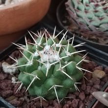 Una foto de Mammillaria compressa ssp. compressa