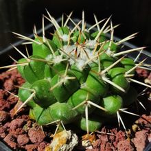 Una foto de Mammillaria compressa ssp. compressa