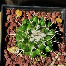 Una foto de Mammillaria compressa ssp. compressa