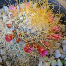 A photo of Mammillaria rekoi subsp. leptacantha