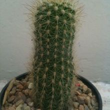Una foto de Echinocereus nivosus