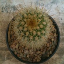 Una foto de Echinocereus nivosus