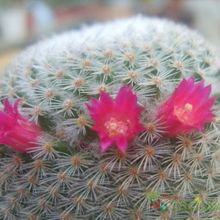 Una foto de Mammillaria supertexta