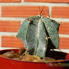 A photo of Astrophytum ornatum