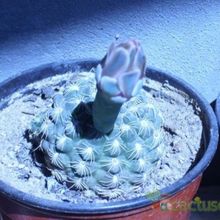 Una foto de Gymnocalycium calochlorum