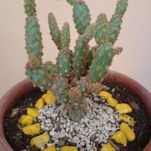 Una foto de Opuntia microdasys ssp. rufida fma. monstruosa