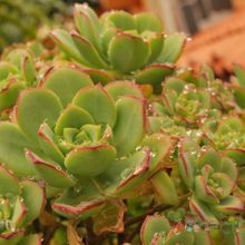 A photo of Aeonium lancerottense