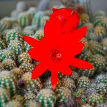 Una foto de Echinopsis chamaecereus