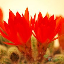 Una foto de Echinopsis chamaecereus