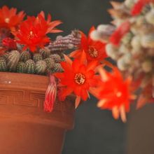 Una foto de Echinopsis chamaecereus