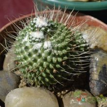 Una foto de Mammillaria spinosissima fma. unpico