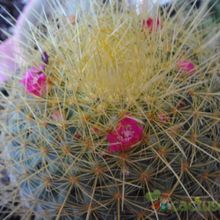 Una foto de Mammillaria rhodantha ssp. pringlei