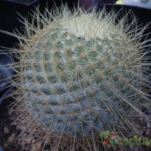 Una foto de Mammillaria rhodantha ssp. pringlei