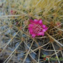 Una foto de Mammillaria rhodantha ssp. pringlei