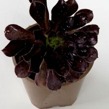 Una foto de Aeonium arboreum cv. artropurpureum