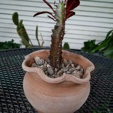 Una foto de Euphorbia trigona var. rubra