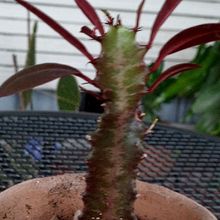Una foto de Euphorbia trigona var. rubra