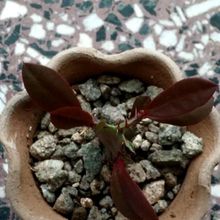 Una foto de Euphorbia trigona var. rubra