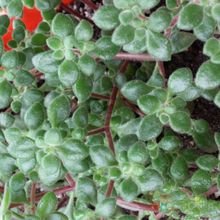 Una foto de Crassula expansa ssp. fragilis