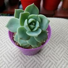 A photo of Graptoveria cv. Titubans (Graptopetalum paraguayense x Echeveria derenbergii)