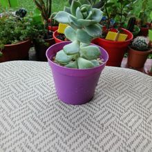 A photo of Graptoveria cv. Titubans (Graptopetalum paraguayense x Echeveria derenbergii)