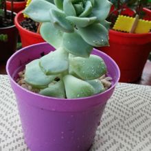 A photo of Graptoveria cv. Titubans (Graptopetalum paraguayense x Echeveria derenbergii)