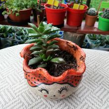 Una foto de Anacampseros rufescens