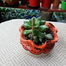 Una foto de Anacampseros rufescens