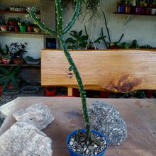 A photo of Opuntia salmiana