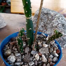 A photo of Opuntia salmiana