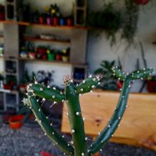 A photo of Opuntia salmiana