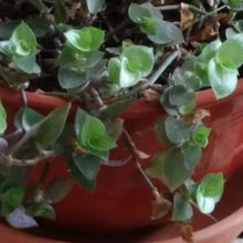 Una foto de Callisia repens