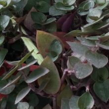 Una foto de Callisia repens