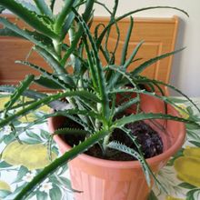 Una foto de Aloe arborescens