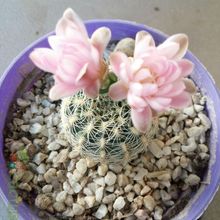 A photo of Gymnocalycium bruchii