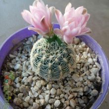 A photo of Gymnocalycium bruchii