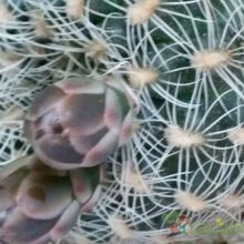 A photo of Gymnocalycium bruchii
