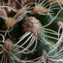 A photo of Gymnocalycium bruchii