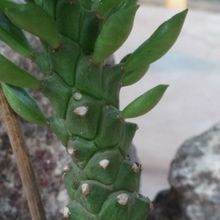 Una foto de Euphorbia guentheri
