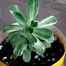 A photo of Aeonium castello-paivae fma. variegada