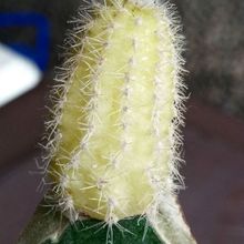 A photo of Echinopsis chamaecereus (injertado)