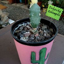 A photo of Echinopsis chamaecereus (injertado)