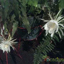 A photo of Epiphyllum oxypetalum