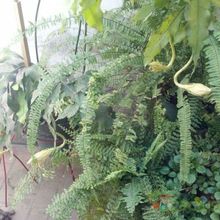 A photo of Epiphyllum oxypetalum