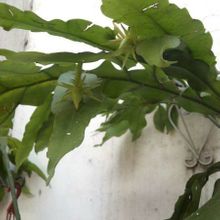 A photo of Epiphyllum oxypetalum