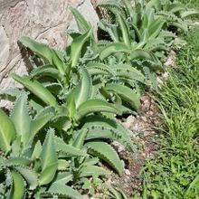 Una foto de Bryophyllum laetivirens