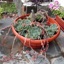 Una foto de Echeveria secunda