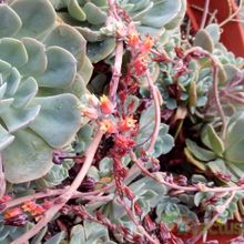 Una foto de Echeveria secunda